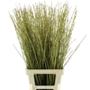 Cornus S Flaviramea