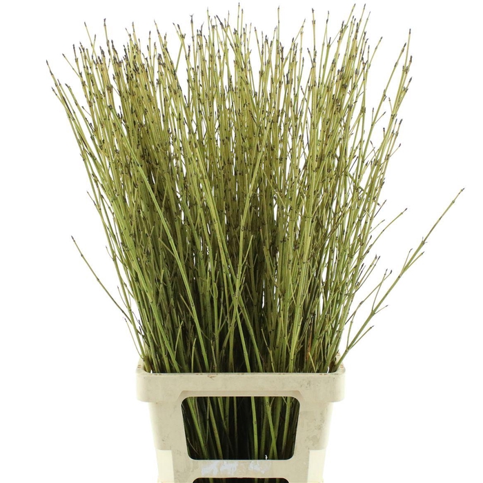 <h4>Cornus S Flaviramea</h4>