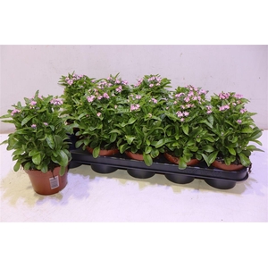 Myos Sy Mon Amie Pink