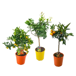 Citrus mix