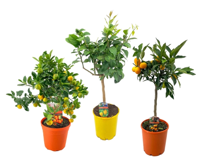 <h4>Citrus mix</h4>