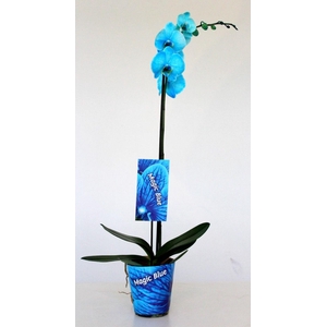 Wonder Light Blue 1 tak