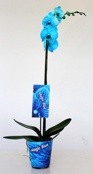 <h4>Wonder Light Blue 1 tak</h4>