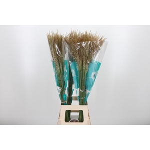 Misc Sin White Cloud