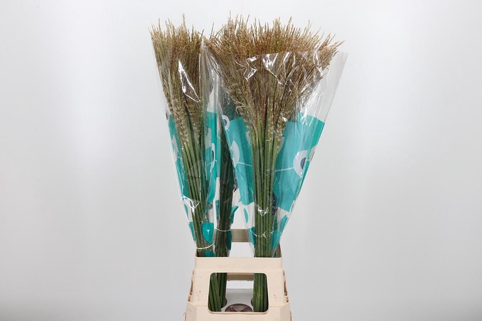 <h4>Misc Sin White Cloud</h4>