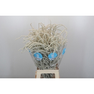 AMAR YEARMING DESERT