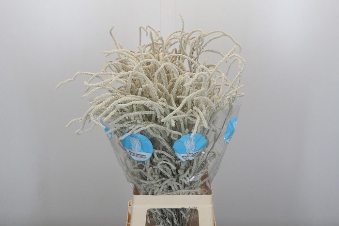 <h4>AMAR YEARMING DESERT</h4>