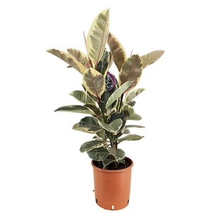 Ficus tineke