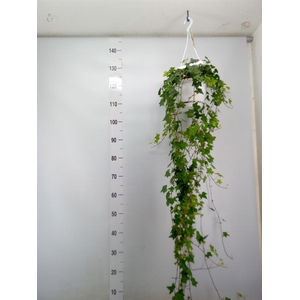 Hedera helix 'Pittsburgh'