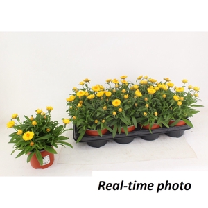 Bracteanta Basket Yellow
