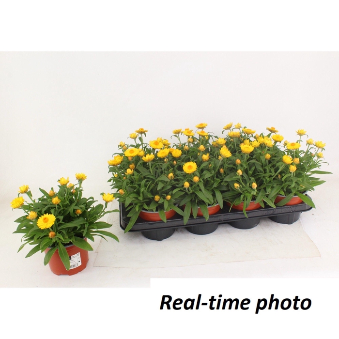 <h4>Bracteanta Basket Yellow</h4>
