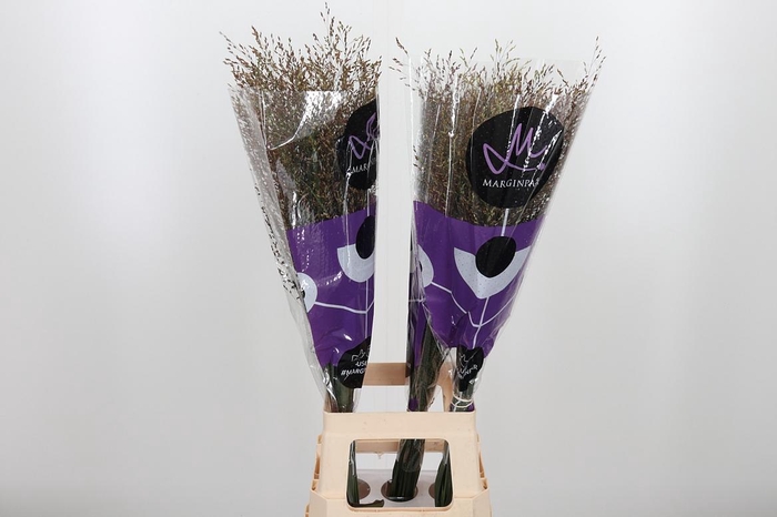 <h4>Panicum Warrior</h4>