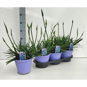 Agapanthus Crystal Line