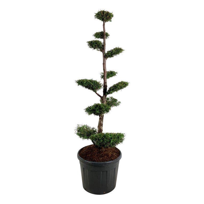 <h4>Thuja occ. 'Brabant'</h4>