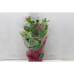 ASPLENIUM CRISSIE P19
