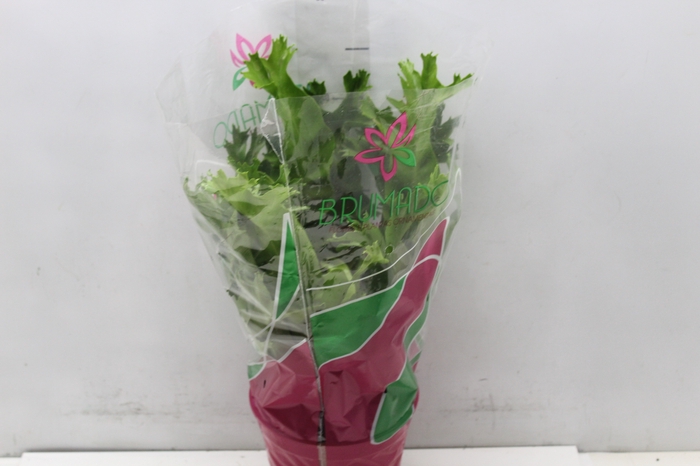 <h4>ASPLENIUM CRISSIE P19</h4>