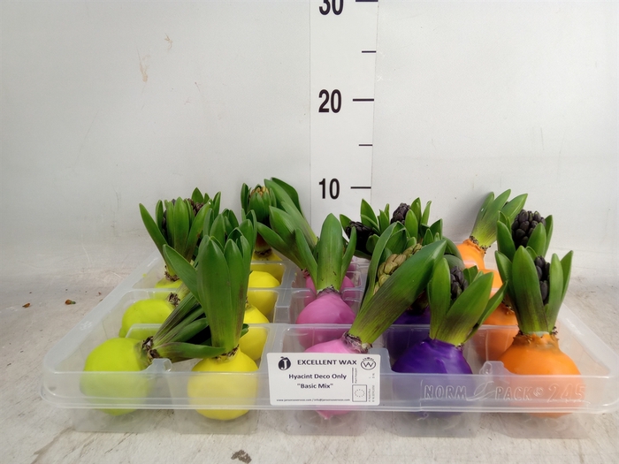 <h4>Hyacinthus orie.   ...waxed L%</h4>