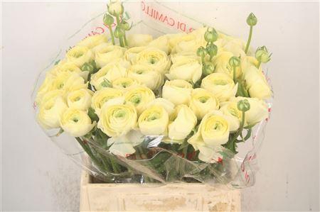 <h4>Ran.. Su Commedia Extra</h4>