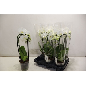 Phal El Cascade