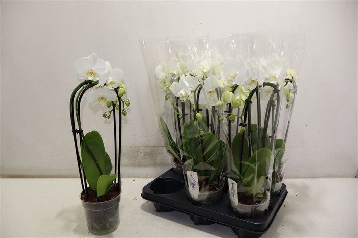<h4>Phal El Cascade</h4>