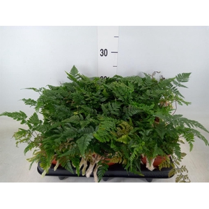 Humata griffithiana var. tyermannii