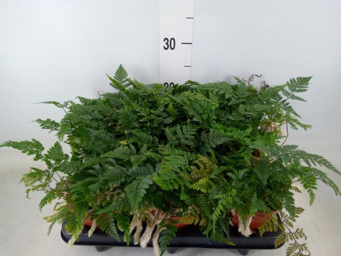 <h4>Humata griffithiana var. tyermannii</h4>