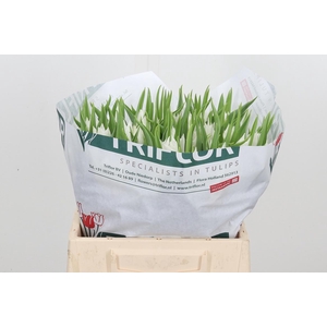 Tu Li Beau An Elegan