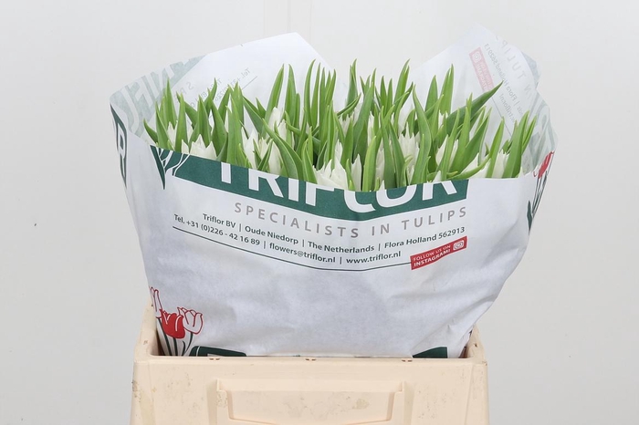 <h4>Tu Li Beau An Elegan</h4>