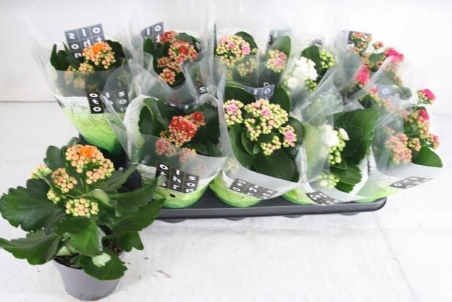 <h4>KAL GE GEM 5 KL</h4>