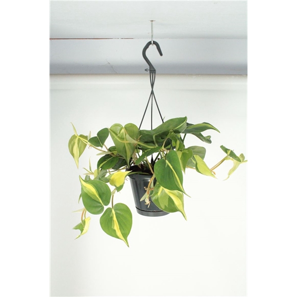 <h4>Philodendron Brasil Hangpot</h4>