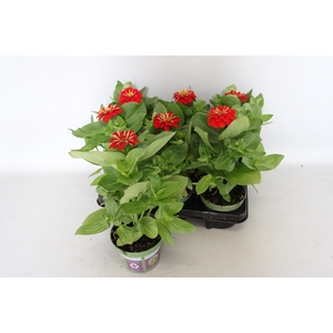 Zinnia Rood