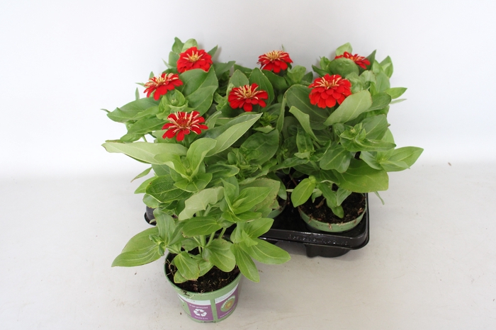 <h4>Zinnia Rood</h4>