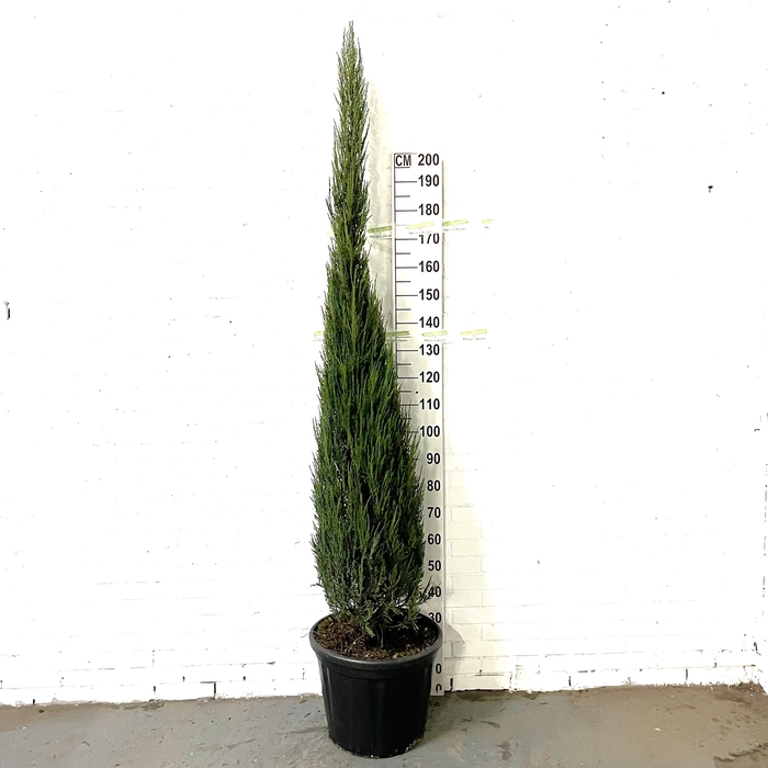 Juniperus scop. 'Blue Arrow' 175-200 Clt30