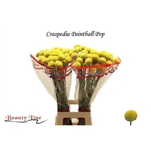 Craspedia Paintball Pop