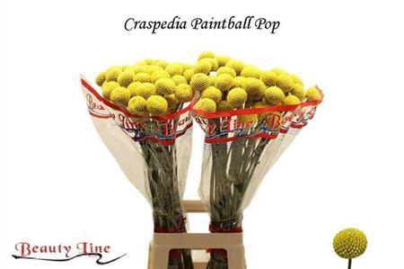 <h4>Craspedia Paintball Pop</h4>