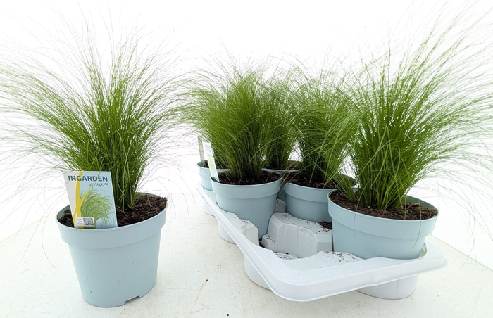 <h4>STIP TE PONYTAILS</h4>