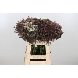 Daucus Carota