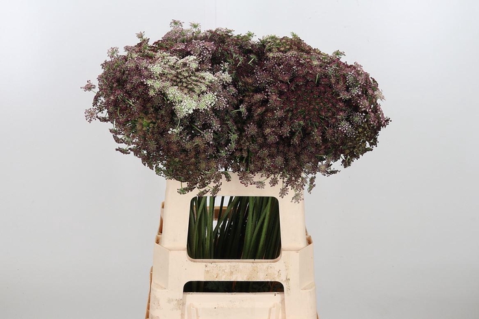 <h4>Daucus Carota</h4>