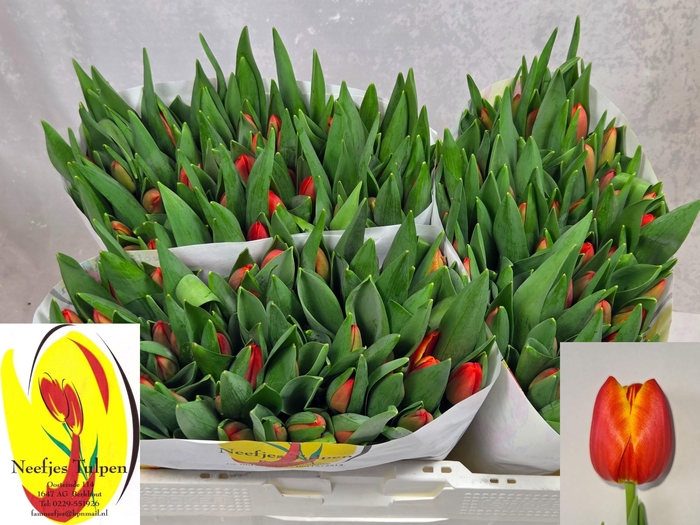 <h4>TU EN ESTA BONITA</h4>