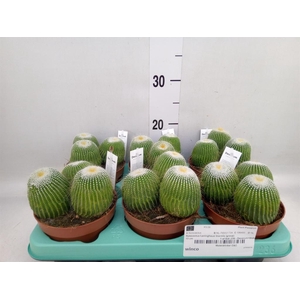 Cactus   ...