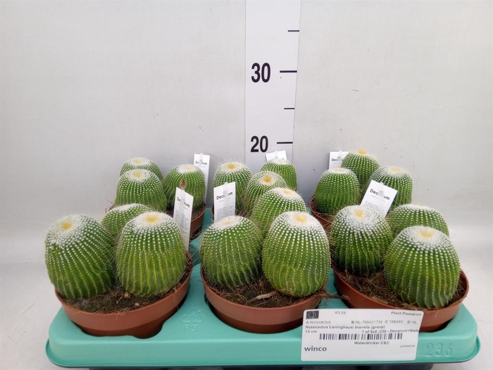 <h4>Cactus   ...</h4>