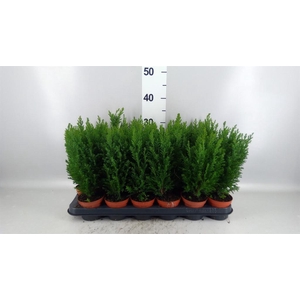 Chamaecyparis laws. 'Ellwoodii'