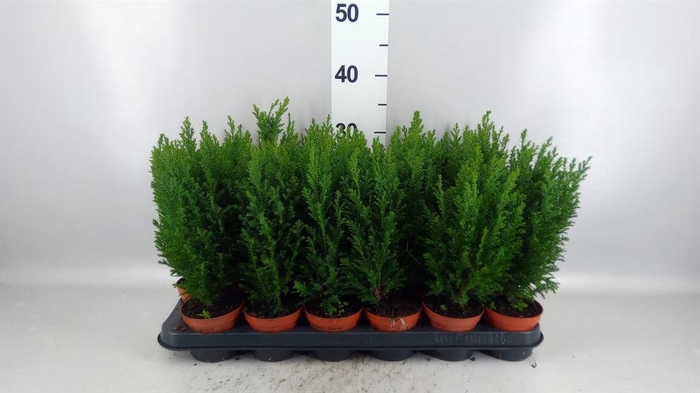 Chamaecyparis laws. 'Ellwoodii'