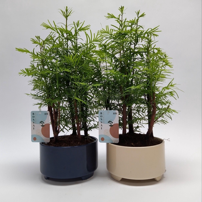<h4>Metasequoia Forest 'Modern Royal' 15 cm</h4>