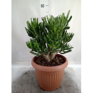 Crassula ovata 'Horn Tree'