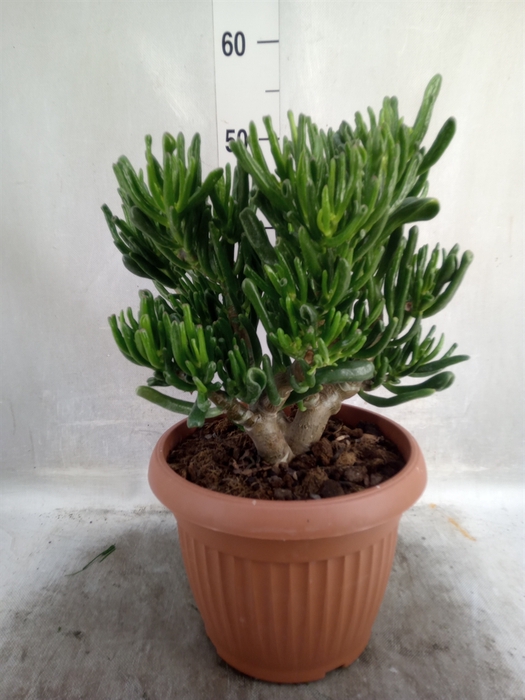 Crassula ovata 'Horn Tree'