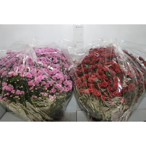 CRISANTEMO BOLA BELGA JASODA C21 VARIADO