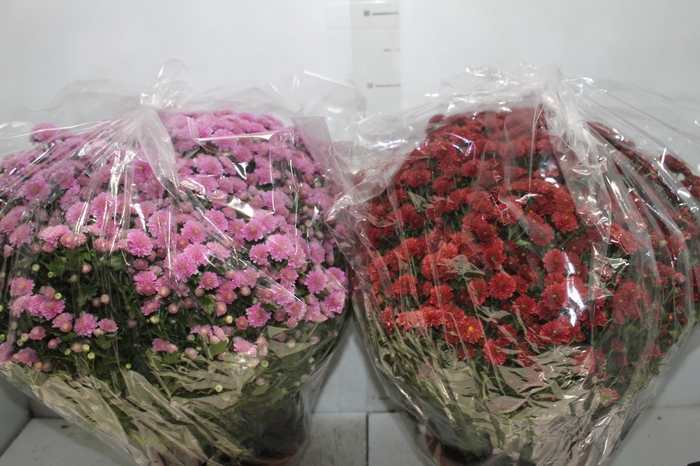 <h4>CRISANTEMO BOLA BELGA JASODA C21 VARIADO</h4>