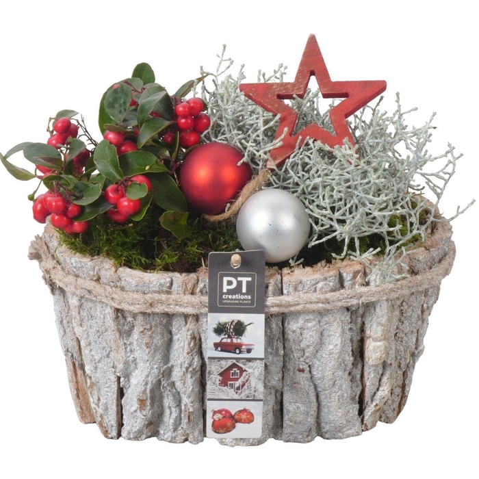 <h4>Arr.   Tuinplanten L%</h4>