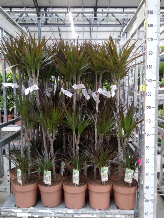 <h4>Dracaena marg. 'Magenta'</h4>